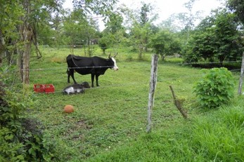 Organic Student Garden in Boca de Gallardo