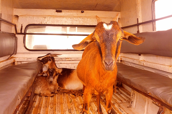 Goat Rearing as an Income Generating Activity