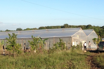 Greenhouse in the Dominican Republic