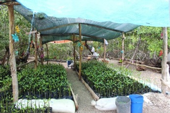 Venado Island Restoration and Mangroves Conservation