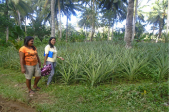 Pineapple Farms