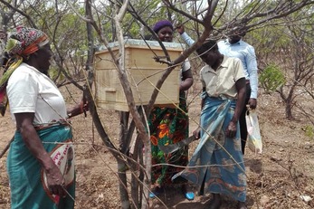 Women-Led Honey Value Chains in Mbalame