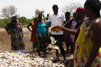Transformation of Oyster Products for the Women of Nema Bah