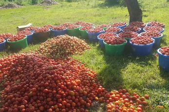 Turning Tomatoes into Gold