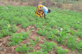 Improving market access for women farmers through cooperative enhancement (IMAWE)