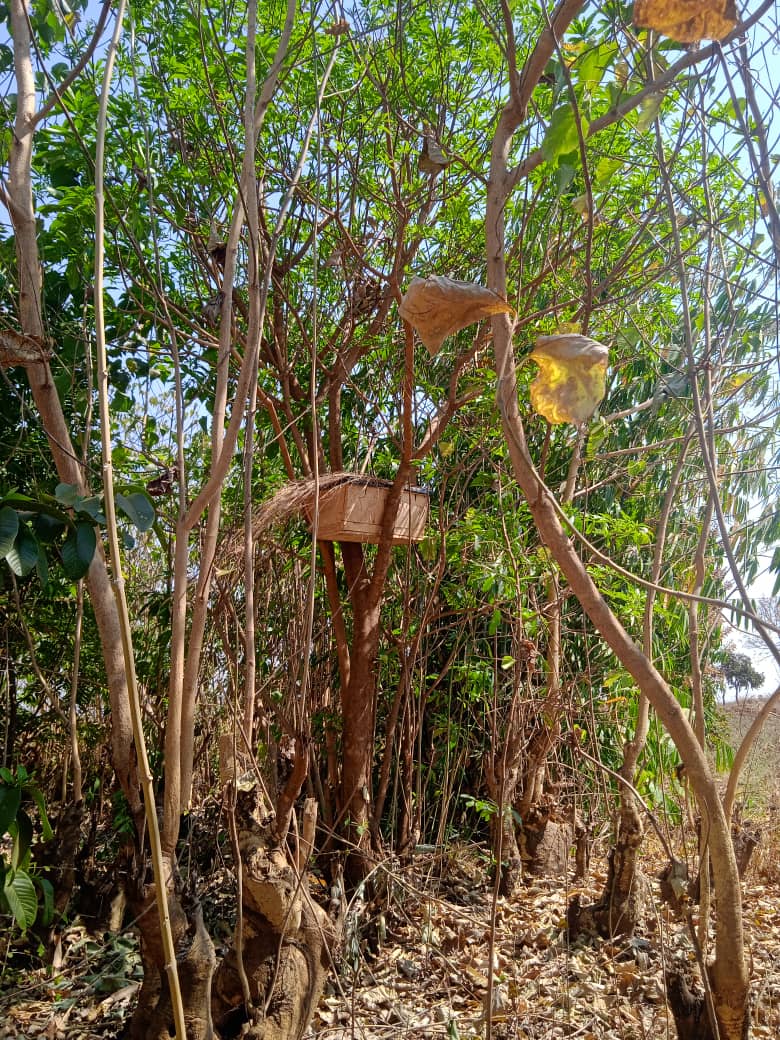 Beekeeping for improved quality of life